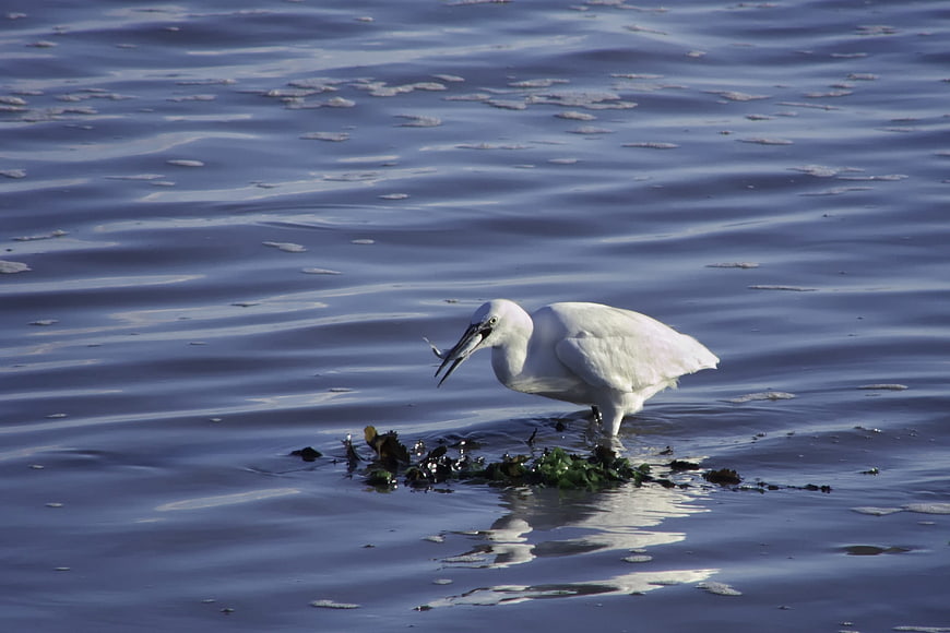 White Egret Catching Fish in Shallow Water