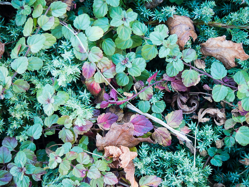 Close-up of green and purple ground cover plants with autumn leaves