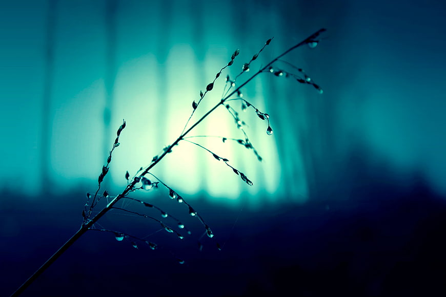 Silhouette of grass with dew drops against blue background