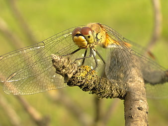 Close-up of a yellow dragonfly perched on a mossy branch