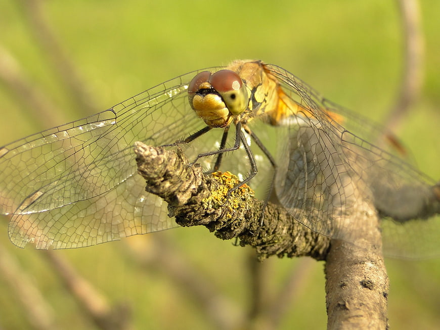 Close-up of a yellow dragonfly perched on a mossy branch