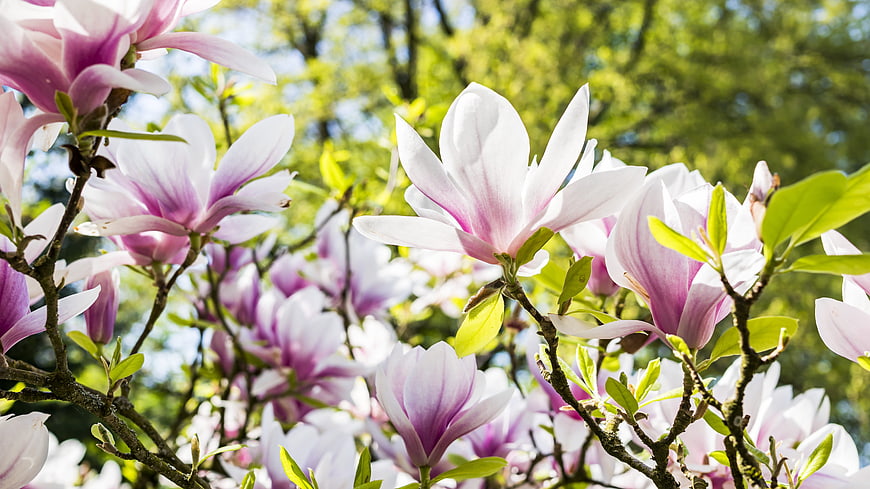 Pink and White Magnolia Blossoms in Spring Sunlight