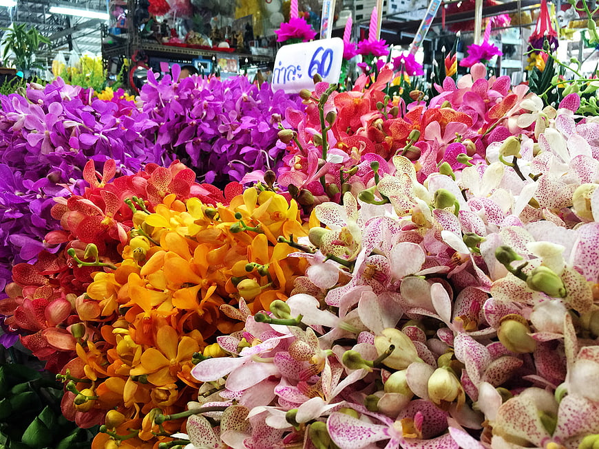 Vibrant colorful orchids for sale at a flower market