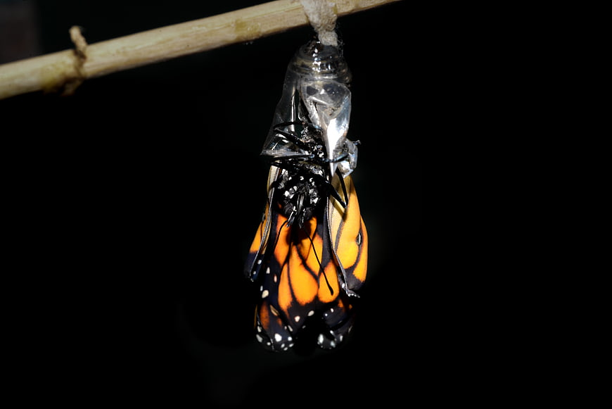 Monarch butterfly emerging from chrysalis on black background