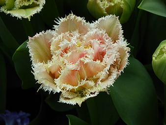 Close-up of a Fringed Parrot Tulip with Pink and White Petals