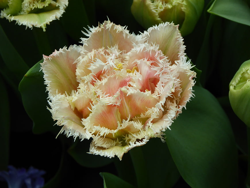 Close-up of a Fringed Parrot Tulip with Pink and White Petals