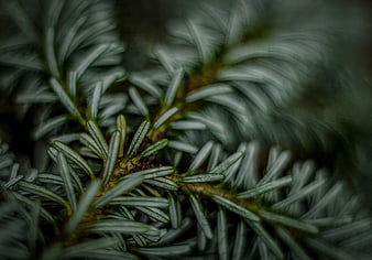Close-up of Blue Spruce Branch with Needles