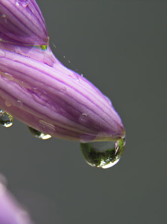 Macro Close-Up of Purple Flower Bud with Water Droplets