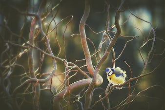 Blue Tit Perched on Twisted Branches in Winter Garden