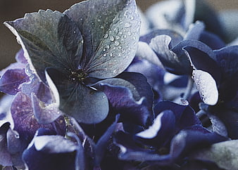 Close-up of wet blue hydrangea petals with water droplets