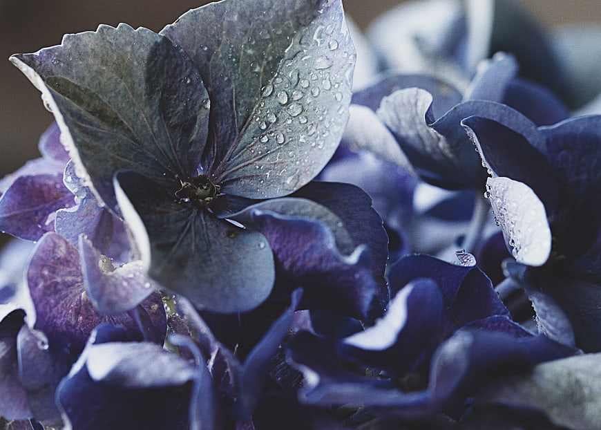 Close-up of wet blue hydrangea petals with water droplets