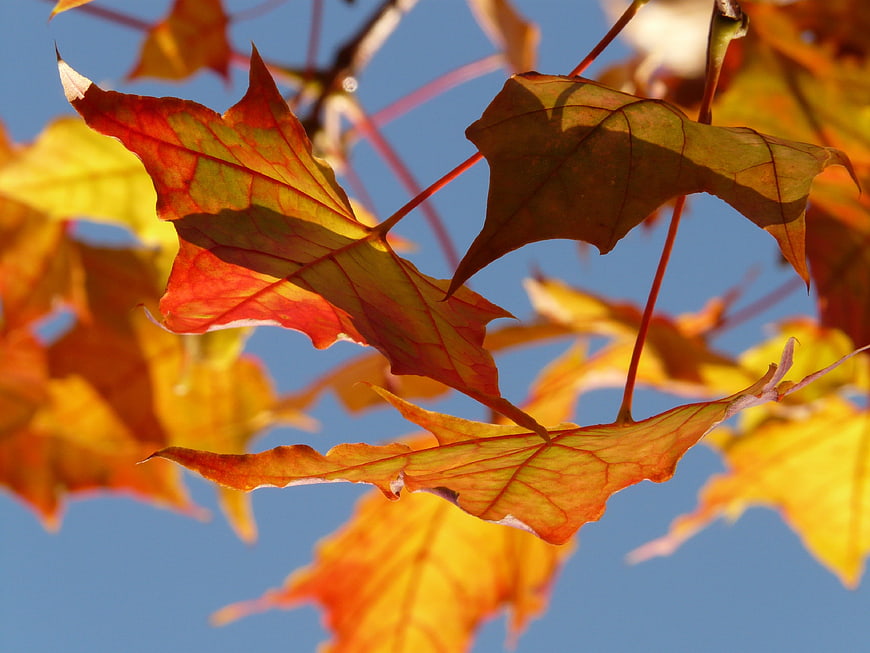 Vibrant autumn maple leaves against a clear blue sky