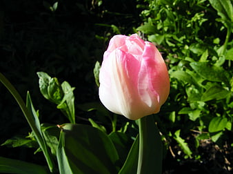 Pink and White Tulip in Sunlight