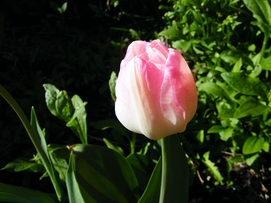 Pink and White Tulip in Sunlight