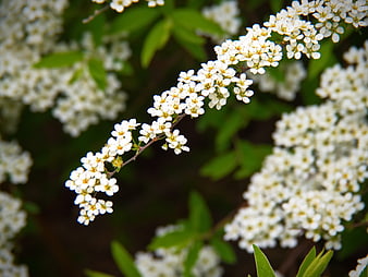 Close-up of delicate white flowers on a branch