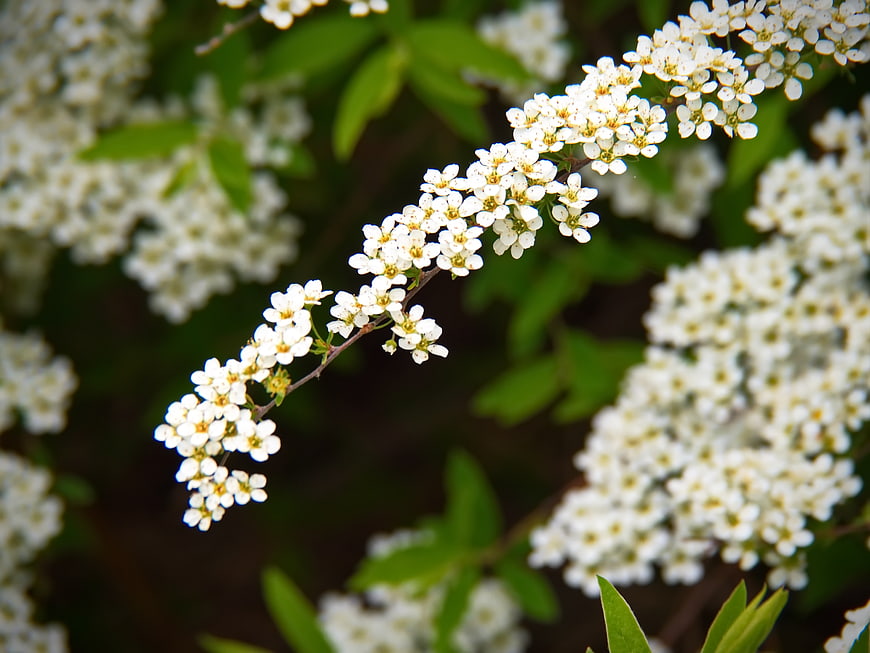 Close-up of delicate white flowers on a branch