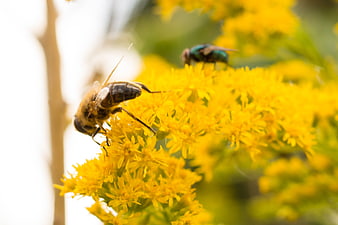 Close-up of a Honey Bee Pollinating Yellow Goldenrod Flowers