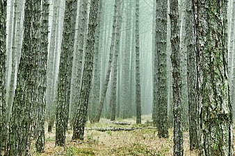 Misty Pine Forest With Tall Trees And Foggy Atmosphere