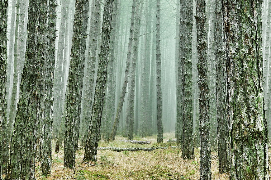 Misty Pine Forest With Tall Trees And Foggy Atmosphere
