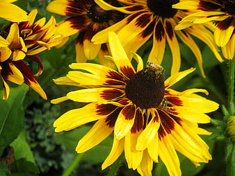 Close-up of Yellow Black-eyed Susan Flower with Bees