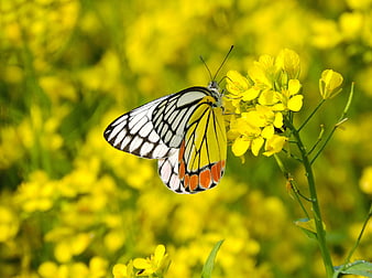 Yellow and White Butterfly on Mustard Flower
