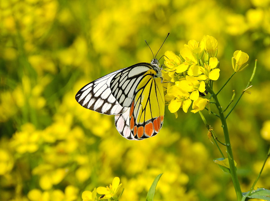 Yellow and White Butterfly on Mustard Flower