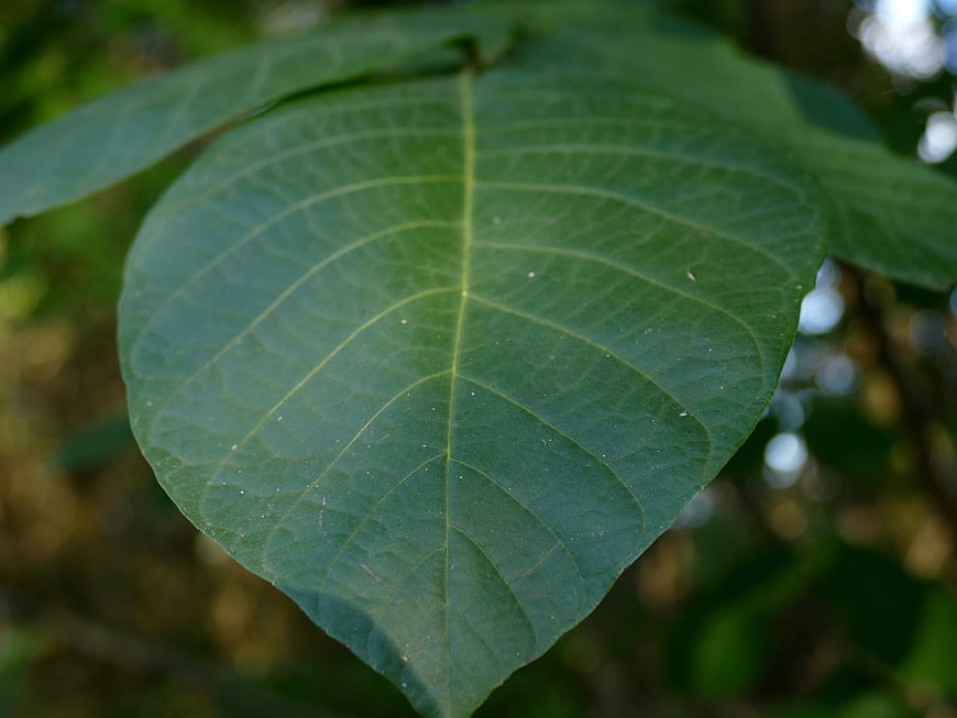 Close-up of a green leaf with detailed veins