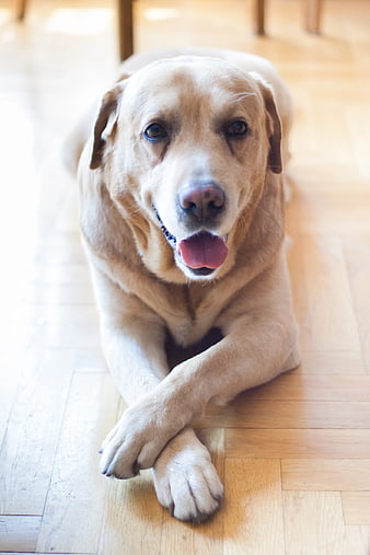 Happy Yellow Labrador Retriever Lying on Wooden Floor