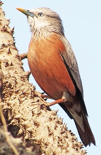 Chestnut-tailed Starling perched on thorny branch