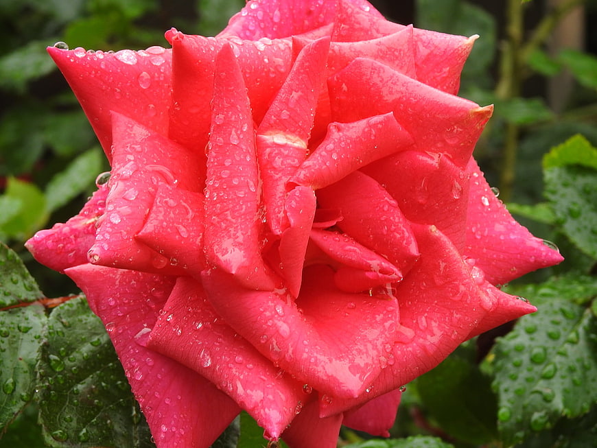 Close-up of vibrant pink rose with water droplets