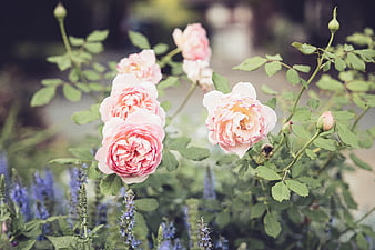 Soft Pink Roses Blooming in a Garden with Blue Flowers