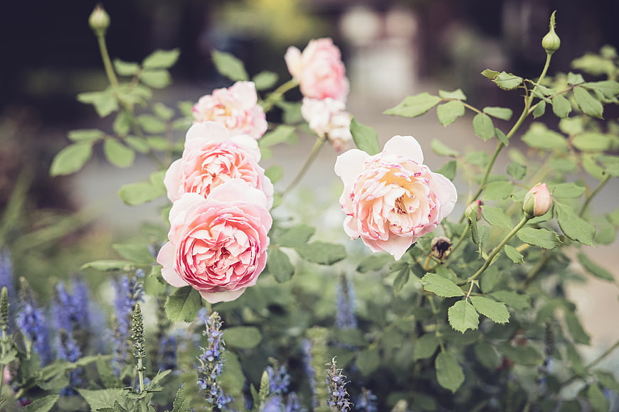 Soft Pink Roses Blooming in a Garden with Blue Flowers
