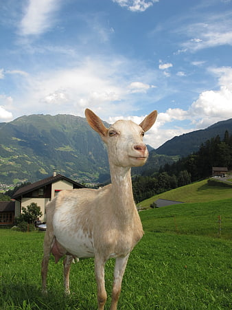White Goat Standing in Green Alpine Meadow
