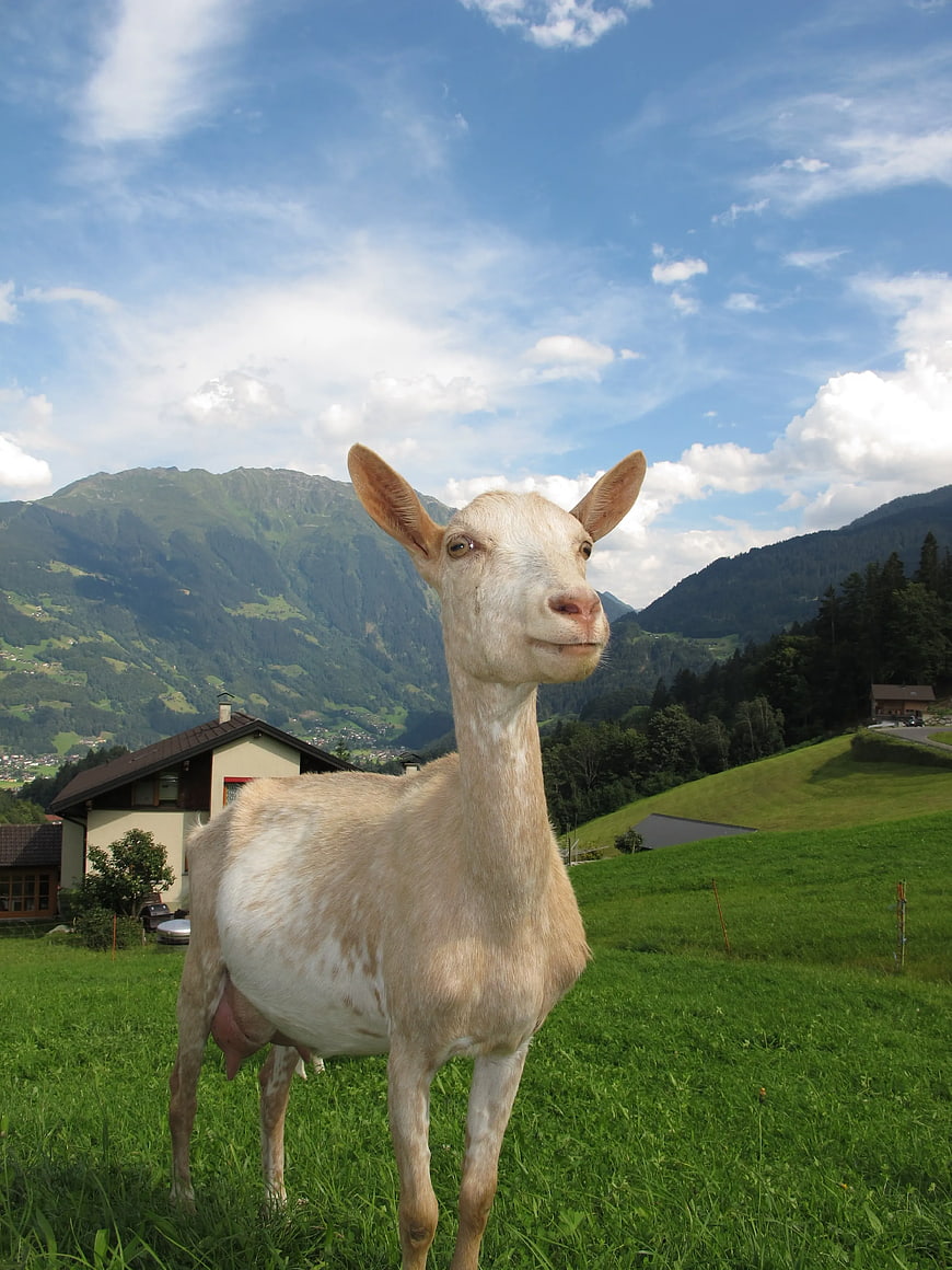 White Goat Standing in Green Alpine Meadow