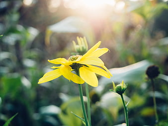 Yellow Flower Close-Up with Sunlight and Bokeh