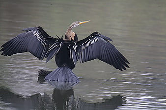 Anhinga bird drying wings on water surface