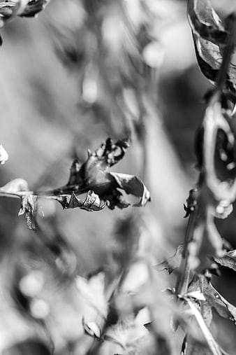 Black and white close-up of dried plant leaves