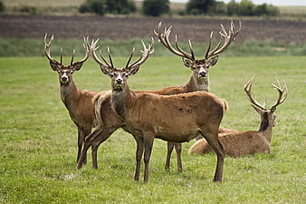 Group of Red Deer Stags in Green Pasture