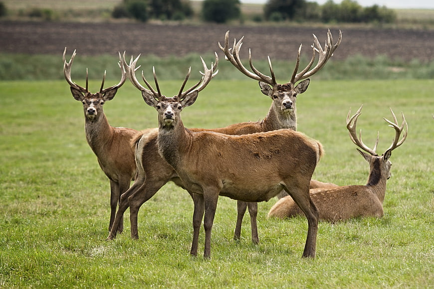 Group of Red Deer Stags in Green Pasture
