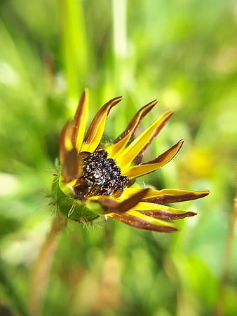 Close-up of a yellow and brown flower bud in a garden