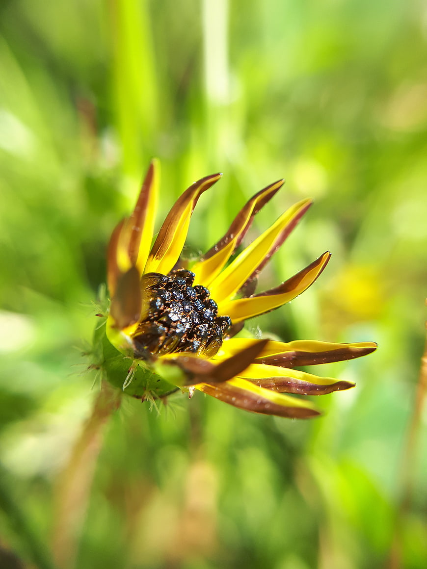 Close-up of a yellow and brown flower bud in a garden