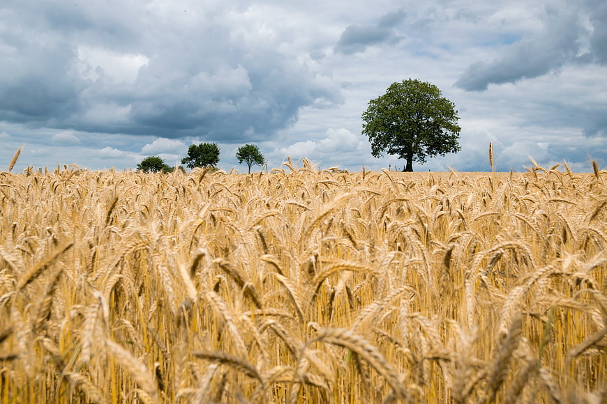 Golden wheat field with solitary tree under cloudy sky