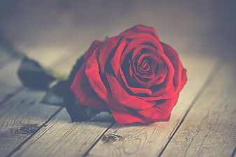 Single Red Rose on Rustic Wooden Background