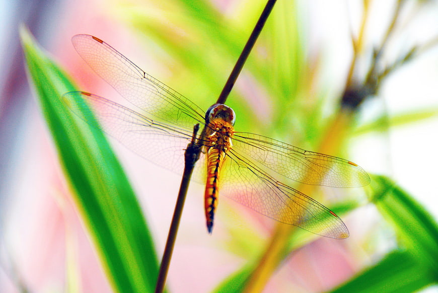 Close-up of a dragonfly perched on a plant stem