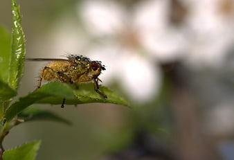 Macro Close-Up of Wet Fly on Green Leaf