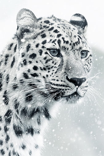 Close-up portrait of a snow leopard in winter snow