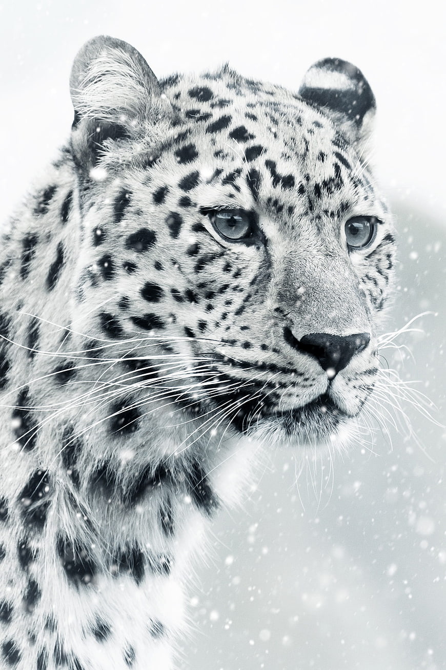 Close-up portrait of a snow leopard in winter snow
