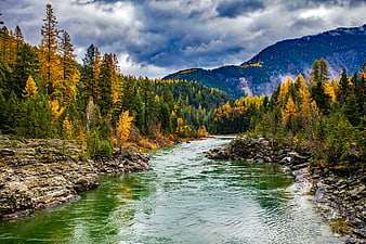 Autumn River Flowing Through Forest with Yellow Larch Trees