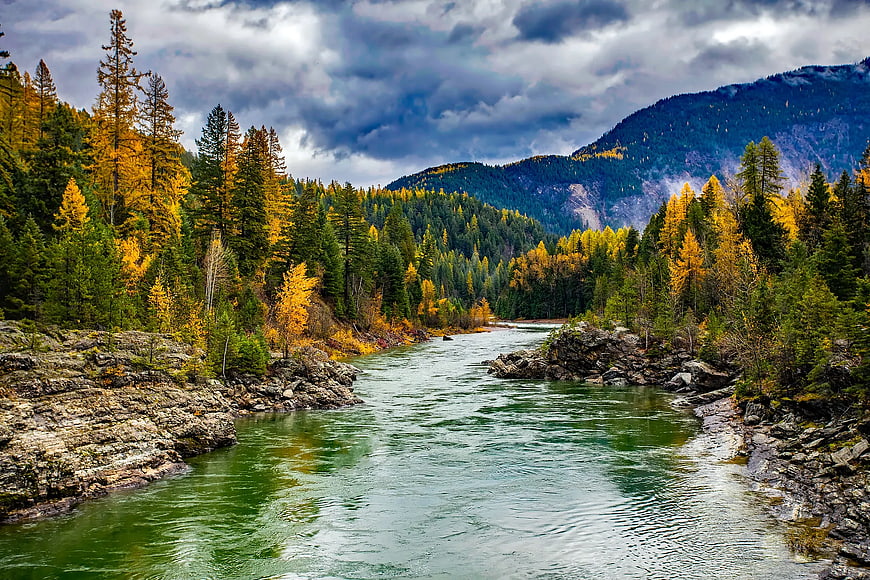 Autumn River Flowing Through Forest with Yellow Larch Trees
