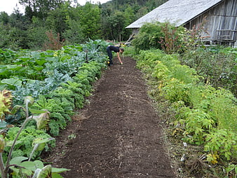 Man Gardening In Lush Organic Vegetable Garden With Barn